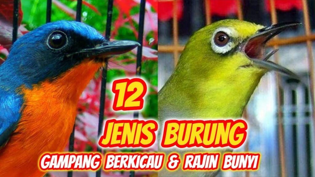 Daftar Gacor BRI: Cara Cepat Membuat Suara Burung Merdu