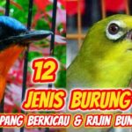 Daftar Gacor BRI: Cara Cepat Membuat Suara Burung Merdu