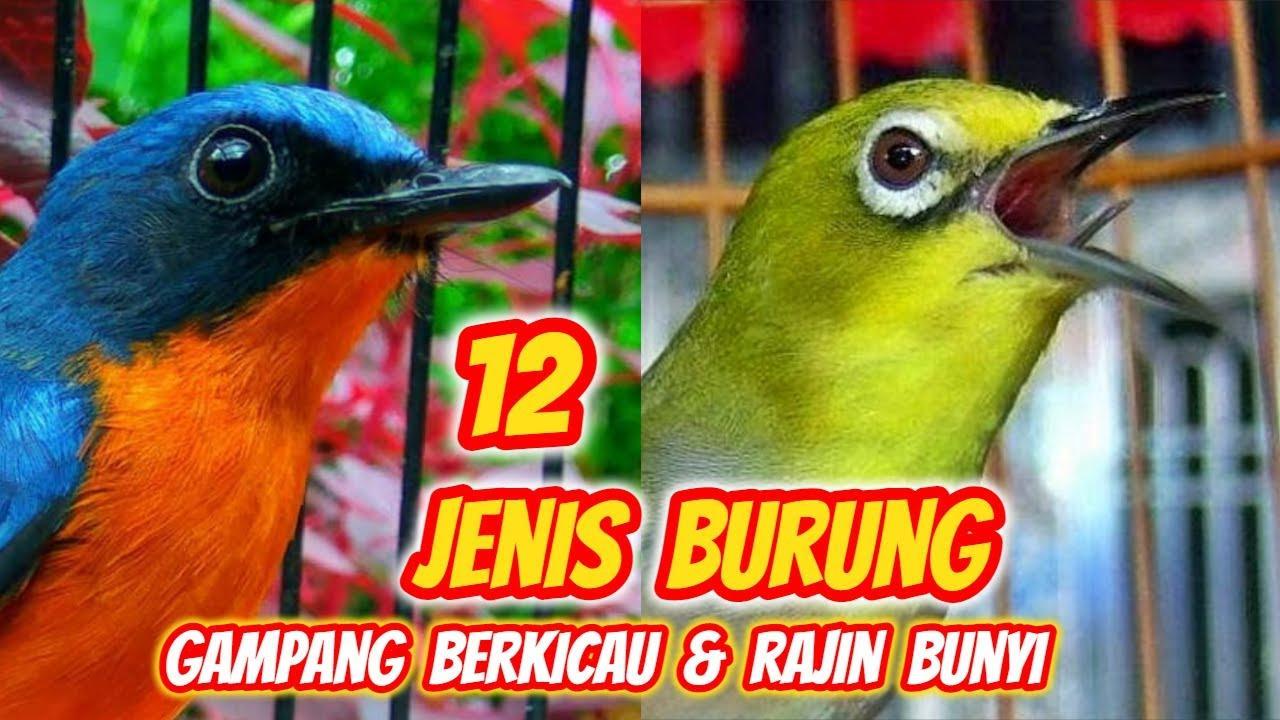 Daftar Gacor BRI: Cara Cepat Membuat Suara Burung Merdu